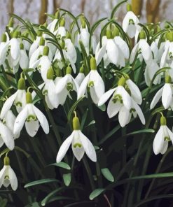 White Snowdrops Flower Diamond Painting