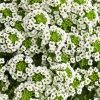 White Alyssum Flowering Plant Diamond Painting