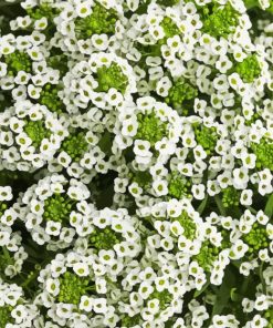 White Alyssum Flowering Plant Diamond Painting