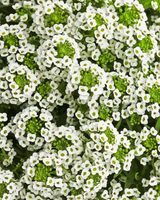 White Alyssum Flowering Plant Diamond Painting