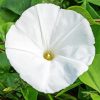 White Morning Glory Diamond Painting