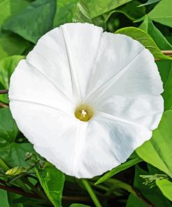 White Morning Glory Diamond Painting