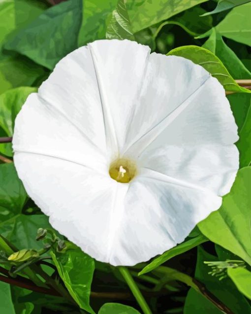 White Morning Glory Diamond Painting