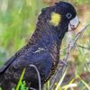 Yellow Tailed Black Cockatoo Bird Diamond Painting