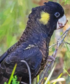 Yellow Tailed Black Cockatoo Bird Diamond Painting