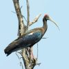 Black Ibis On Tree Diamond Painting