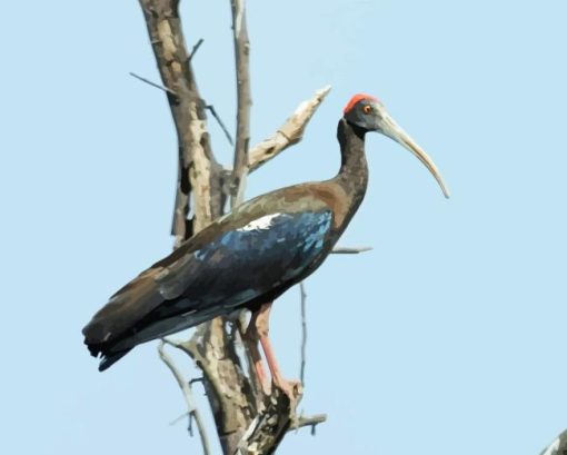 Black Ibis On Tree Diamond Painting