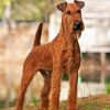 Brown Irish Terrier Diamond Painting