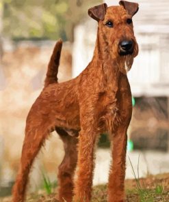 Brown Irish Terrier Diamond Painting