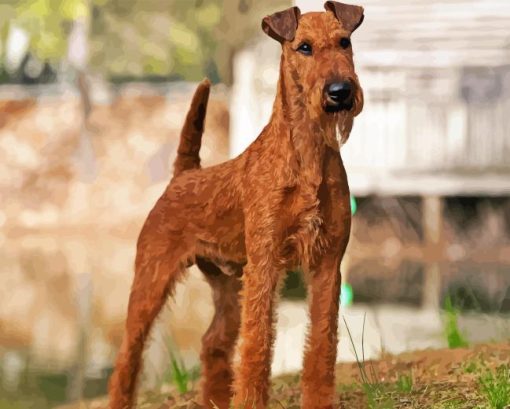 Brown Irish Terrier Diamond Painting