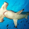 Hammerhead Shark Diamond Painting