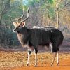 Nyala Animal Diamond Painting