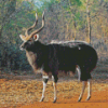 Nyala Animal Diamond Painting