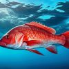 Red Snapper Underwater Diamond Painting