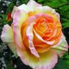 Rosa Peace Diamond Painting