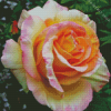 Rosa Peace Diamond Painting