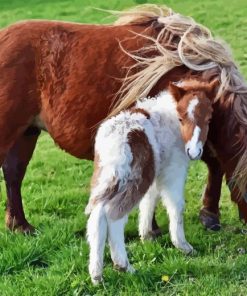 Shetland Pony Diamond Painting