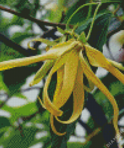 Yellow Ylang Ylang Diamond Painting