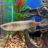 Arowana Fish Underwater Diamond Painting