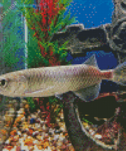 Arowana Fish Underwater Diamond Painting