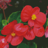 Begonia Flowers Diamond Painting