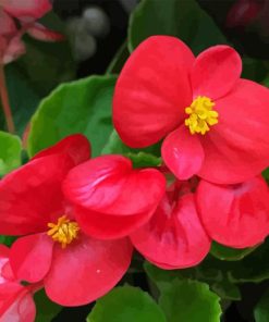 Begonia Flowers Diamond Painting