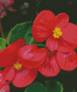 Begonia Flowers Diamond Painting