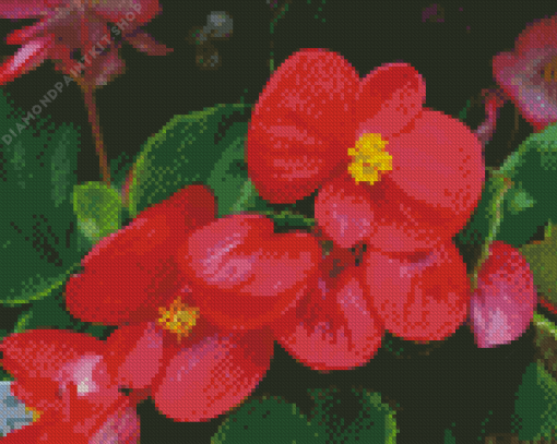 Begonia Flowers Diamond Painting