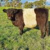 Belted Galloway Cow Diamond Painting