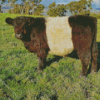 Belted Galloway Cow Diamond Painting