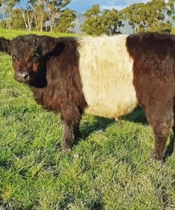 Belted Galloway Cow Diamond Painting