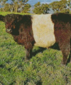 Belted Galloway Cow Diamond Painting