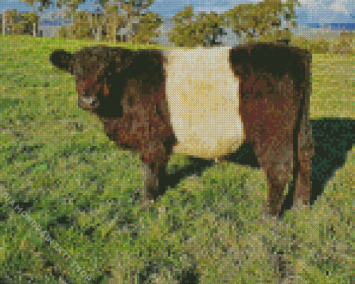 Belted Galloway Cow Diamond Painting