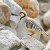 Chukar On Stones Diamond Painting