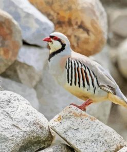 Chukar On Stones Diamond Painting