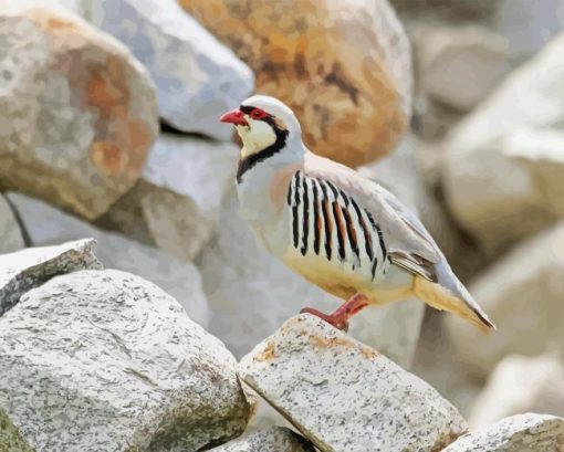 Chukar On Stones Diamond Painting