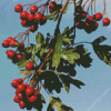 Hawthorn Fruit Diamond Painting