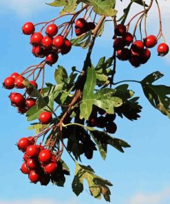 Hawthorn Fruit Diamond Painting