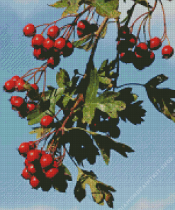 Hawthorn Fruit Diamond Painting