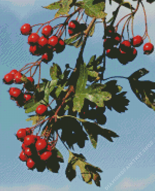 Hawthorn Fruit Diamond Painting