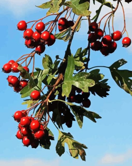 Hawthorn Fruit Diamond Painting