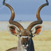 Kudu Animal Close Up Diamond Paintings