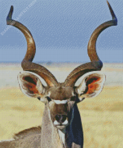 Kudu Animal Close Up Diamond Paintings