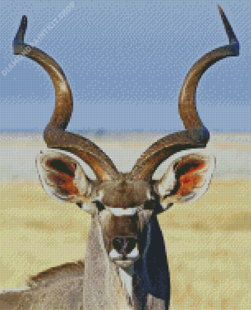 Kudu Animal Close Up Diamond Paintings