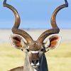 Kudu Animal Close Up Diamond Paintings