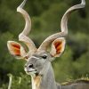 Aesthetic Kudu Animal Diamond Paintings