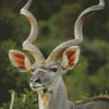 Aesthetic Kudu Animal Diamond Paintings