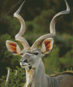 Aesthetic Kudu Animal Diamond Paintings