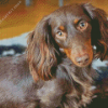 Long Hair Dachshund Diamond Painting