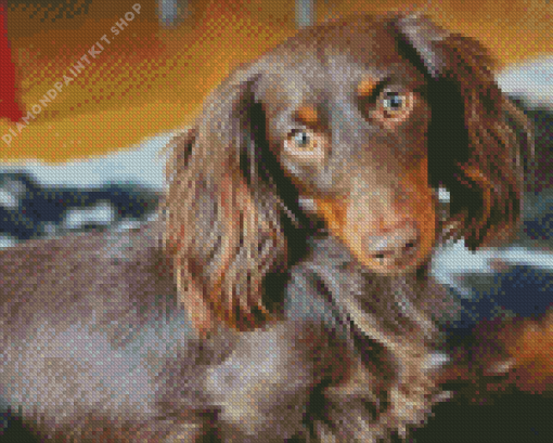 Long Hair Dachshund Diamond Painting